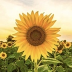 belletristpixie OnlyFans Leaked 

 profile picture