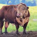 farmer (Mr Farmer) OnlyFans Leaks 

 profile picture