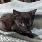 Download fosterkittens OnlyFans content for free 

 profile picture