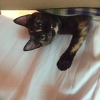 Free access to (@katthecatlady) Leak OnlyFans 

 profile picture