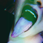 lupitahellqueeen (Tonguequeen) OnlyFans Leaks 

 profile picture