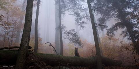 Header of mishkafoxxx