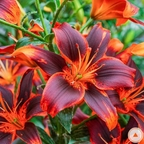 Onlyfans leaked pinkhunny 

 profile picture