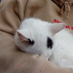 rinlin (rin) free OnlyFans Leaked Videos and Pictures 

 profile picture