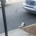 Just a fan (@sleepless) Leak OnlyFans 

 profile picture