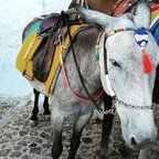 Download solano OnlyFans videos and photos for free 

 profile picture