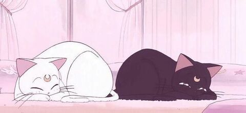 Header of yourneko